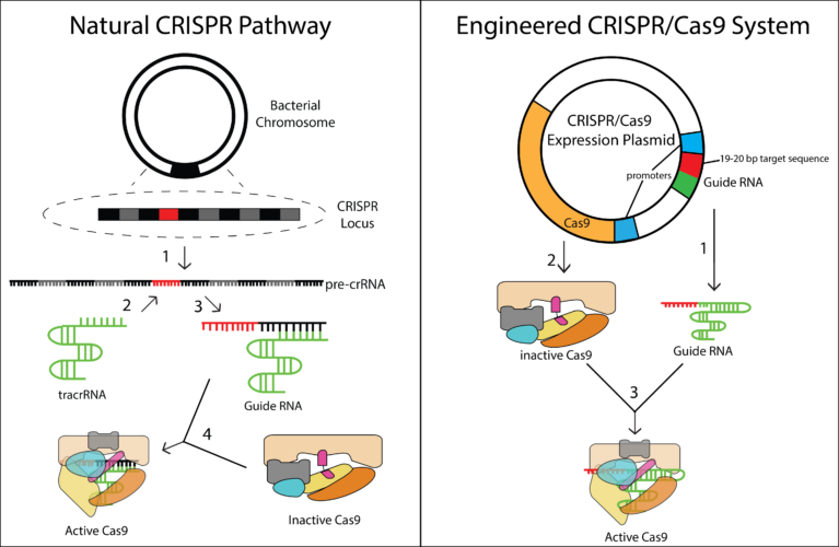 Overview Of Crisprcas9 Gene Editing Technology That Participate In