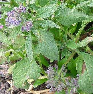 Tafe Sa Portal Login