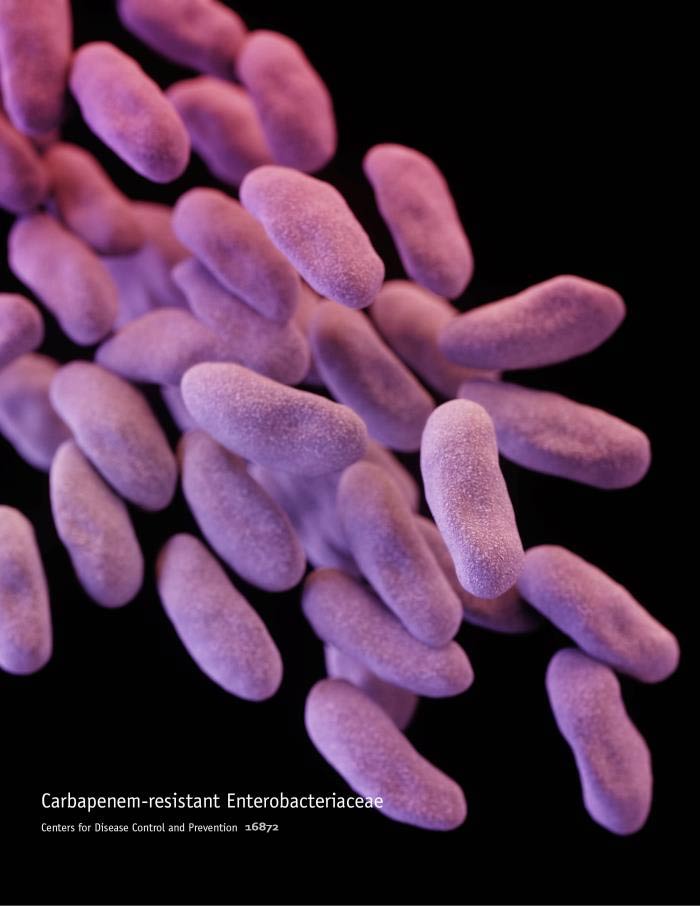Cre Lox Recombination System In R Toruloides M 1 Kb Dna Ladder Lane