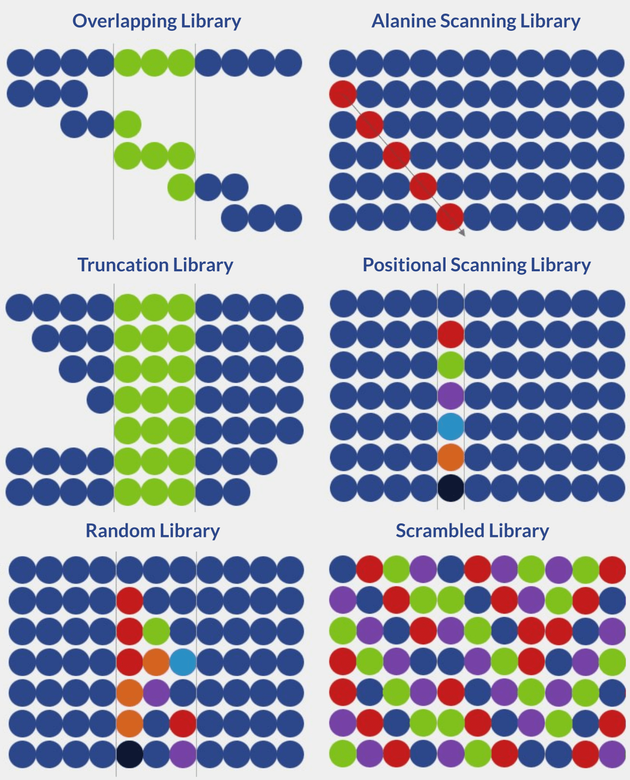 Peptide Library Construction
