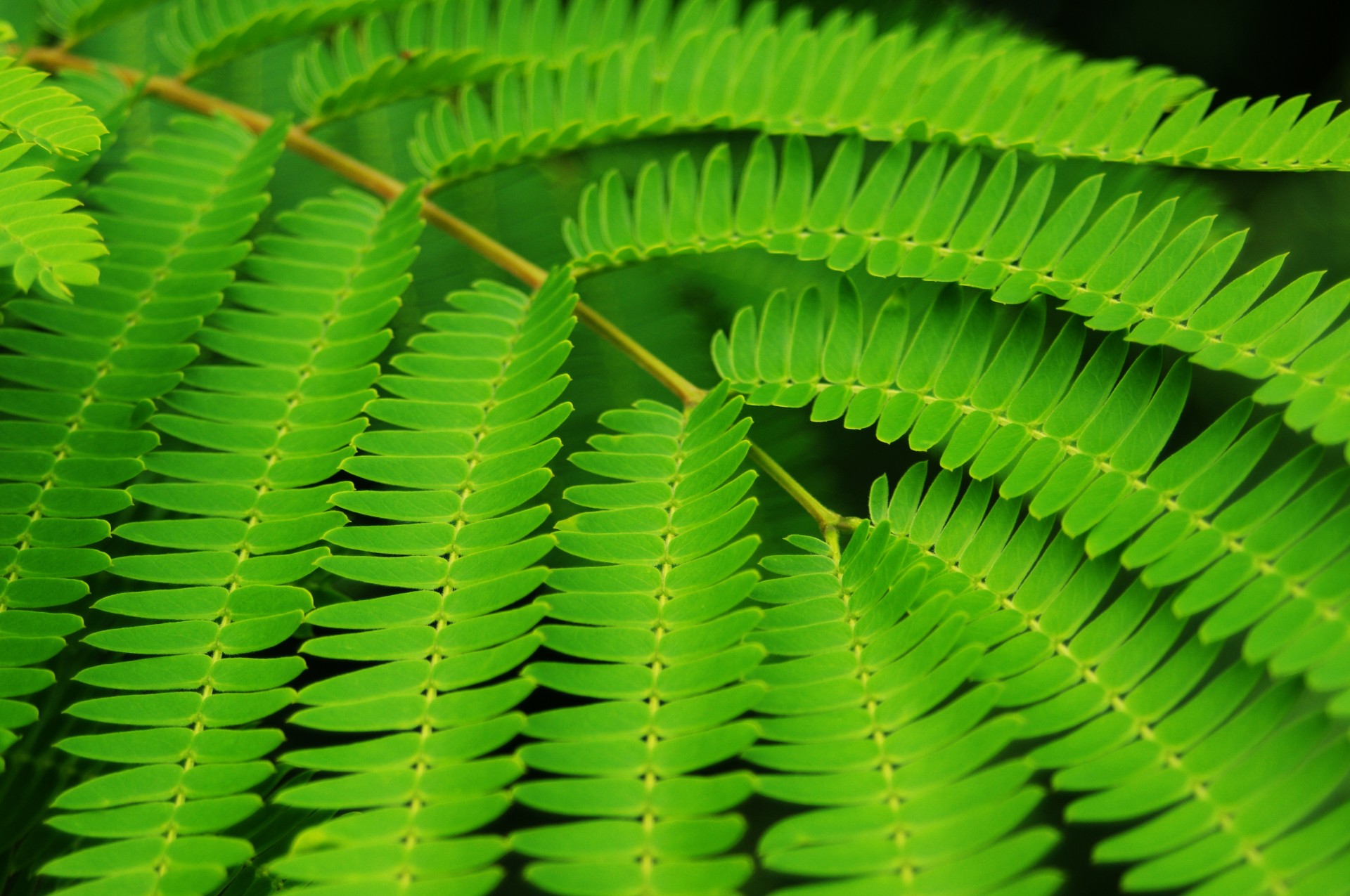 Leaf Development A Cellular Perspective Pmc