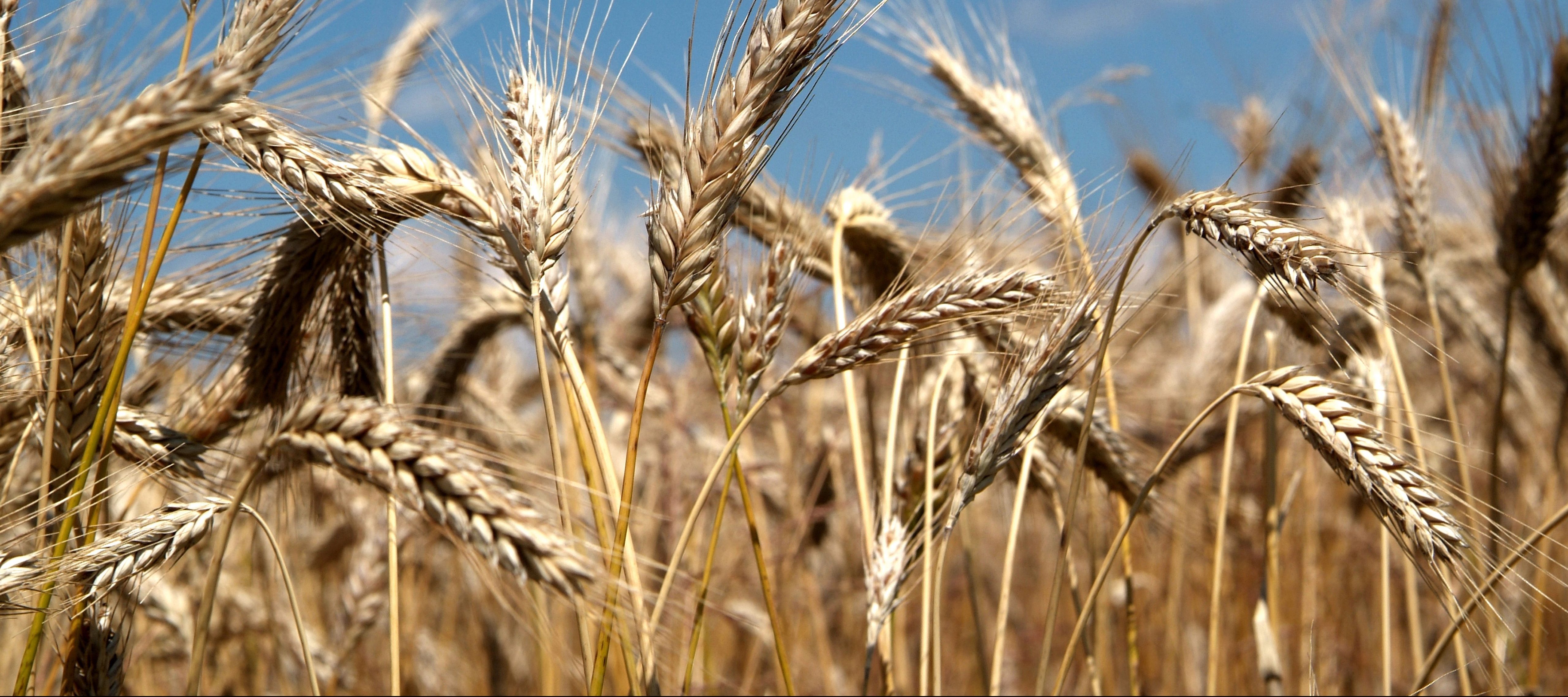 Wheat Germ Agglutinin Wga Gold Labeling Tem Of Dorsal Elytral Cuticle