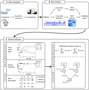 In Situ Dual Rna Sequencing Of Host Pathogen Transcriptomes A