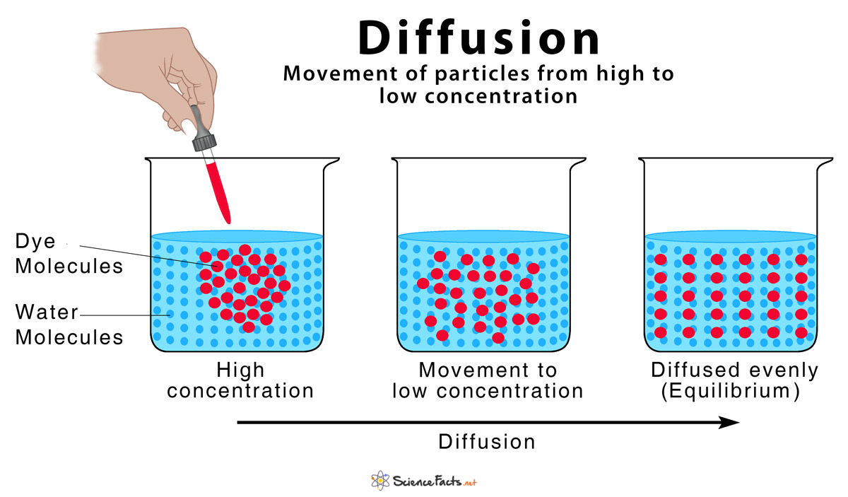 Examples Of Diffusion In The Body