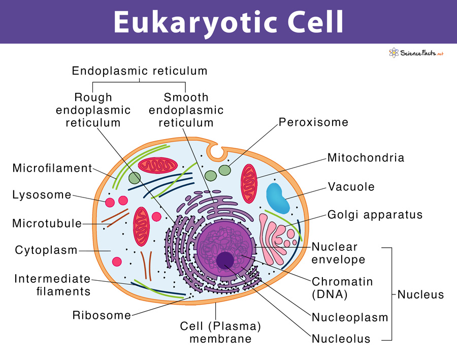 Prokaryotic Cell Vs Eukaryotic Cell Know The Difference