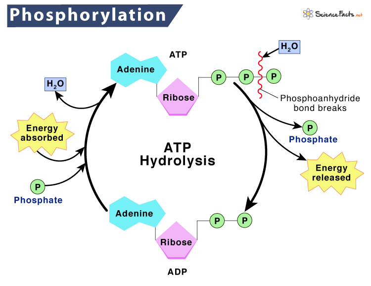 Phosphorylation Is Not Required For D N A Binding Or Inhibition A