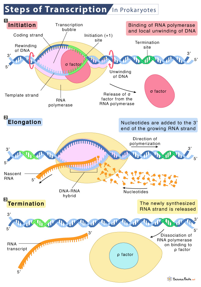Transcription Factor Activation