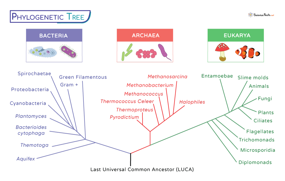 Phylogenetic Relationships Among Major Placental Groups Optimal Tree