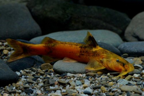 The Complete Mitochondrial Genome Of Glyptothorax Macromaculatus The