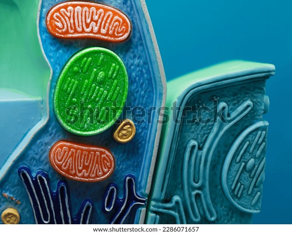 4 Hundred Peroxisome Royalty Free Images Stock Photos Pictures