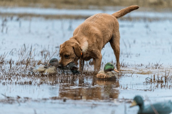 1 808 Data Retrieval Images Stock Photos Vectors Shutterstock