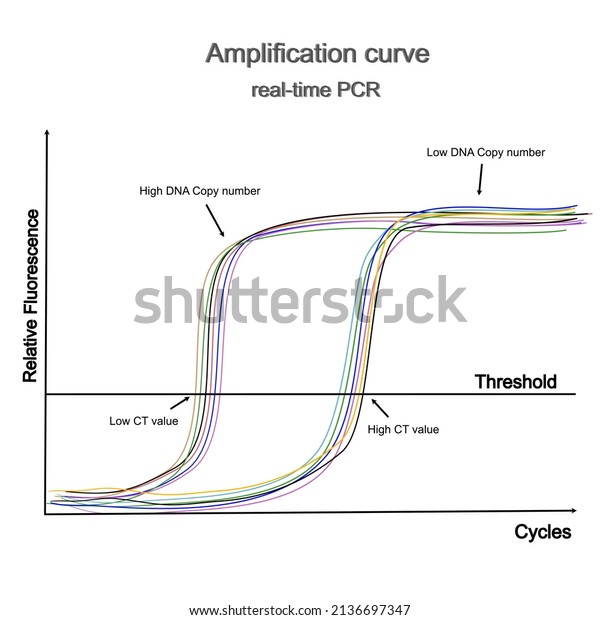 Amplification Curves For Real Time Pcr Reactions Stock Image Image Of