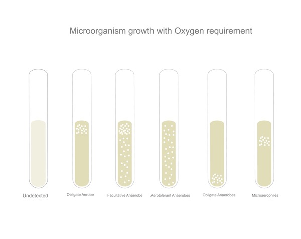 Solved 5 Points Some Bacteria Are Strict Aerobes And Others Are