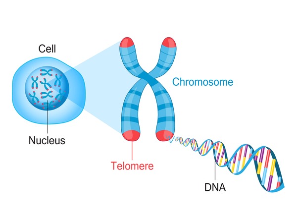 Chromosome Mapping And Duplication Of Csagras Genes In Cucumber The