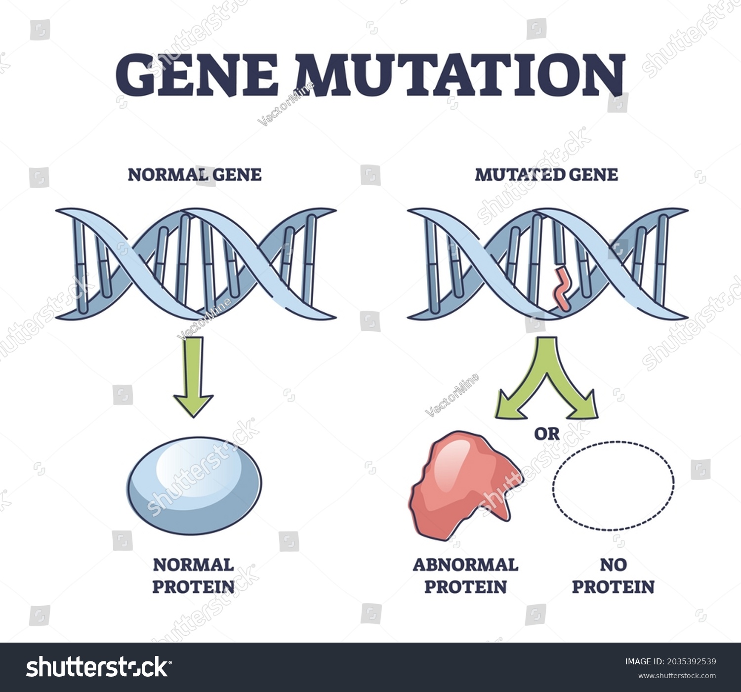 Mutation Analysis A Family Pedigree The Arrow Indicates The Proband