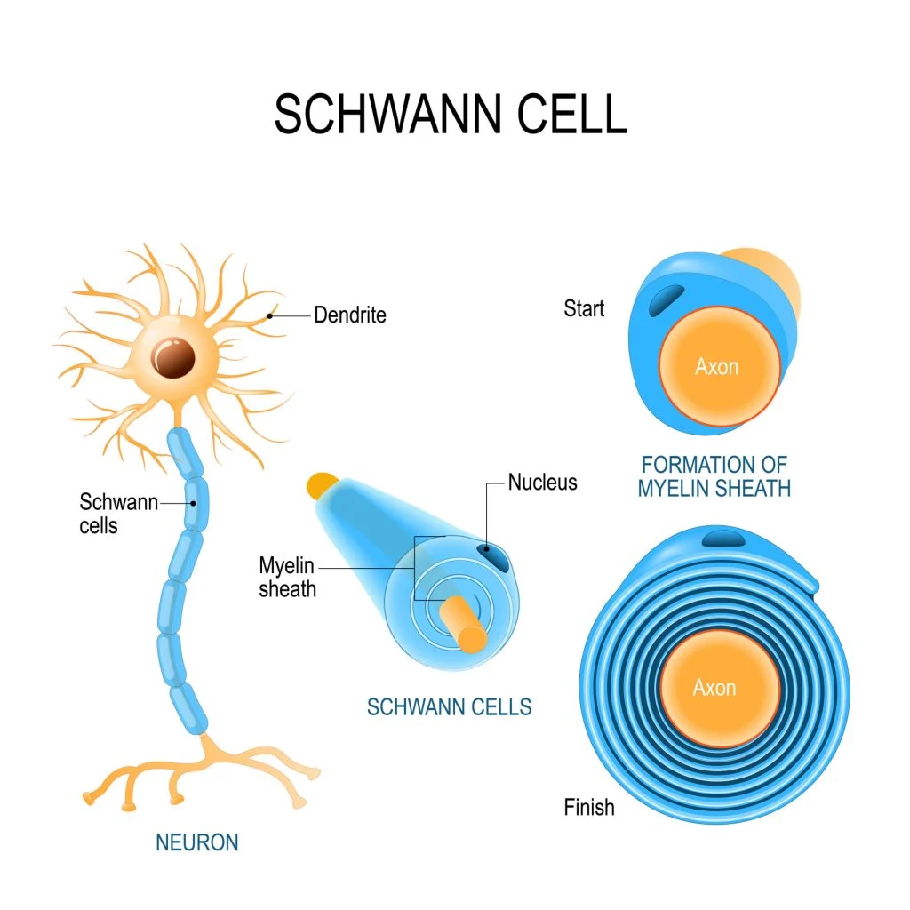 schwann cells 
