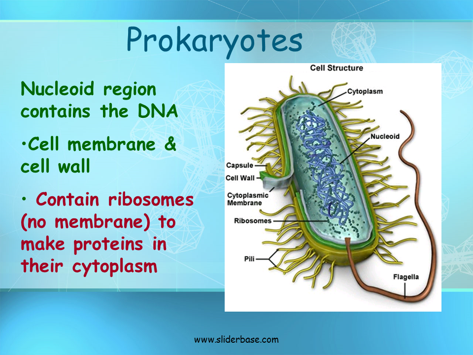 Do Prokaryotes Have A Cell Wall