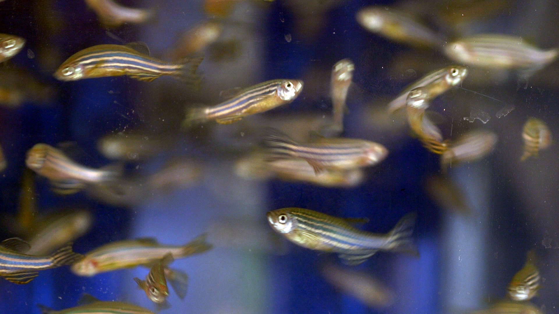 Zebrafish Medaka And Other Small Fishes New Model Animals In Biology
