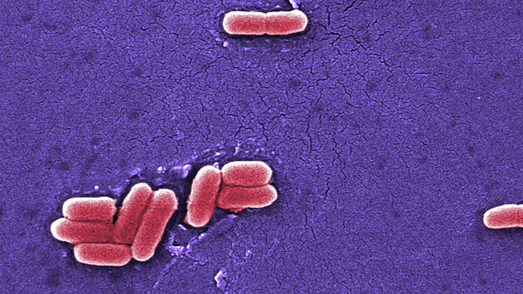 Engineered Bacteria Produce Rare And Commercially Useful Compounds In