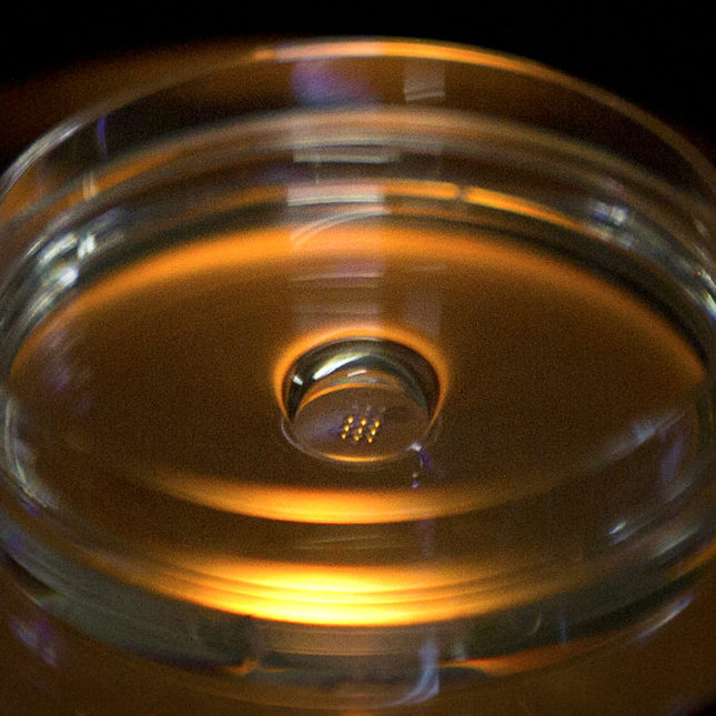 Lab Tests Reveal Risks Of Using Gene Editing Tool On Embryos