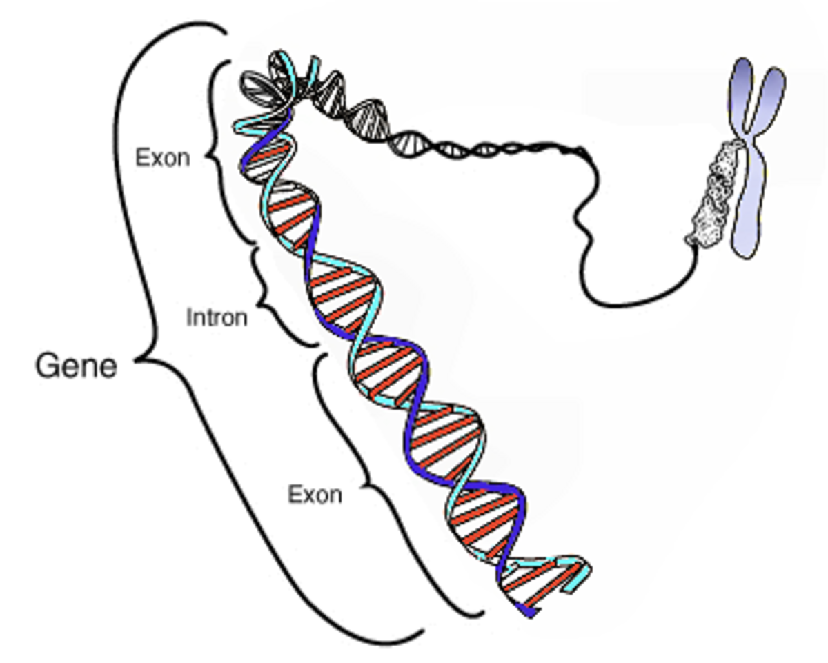 The Gene Structures Were Drawn Using The Online Tool Gsds The Legend