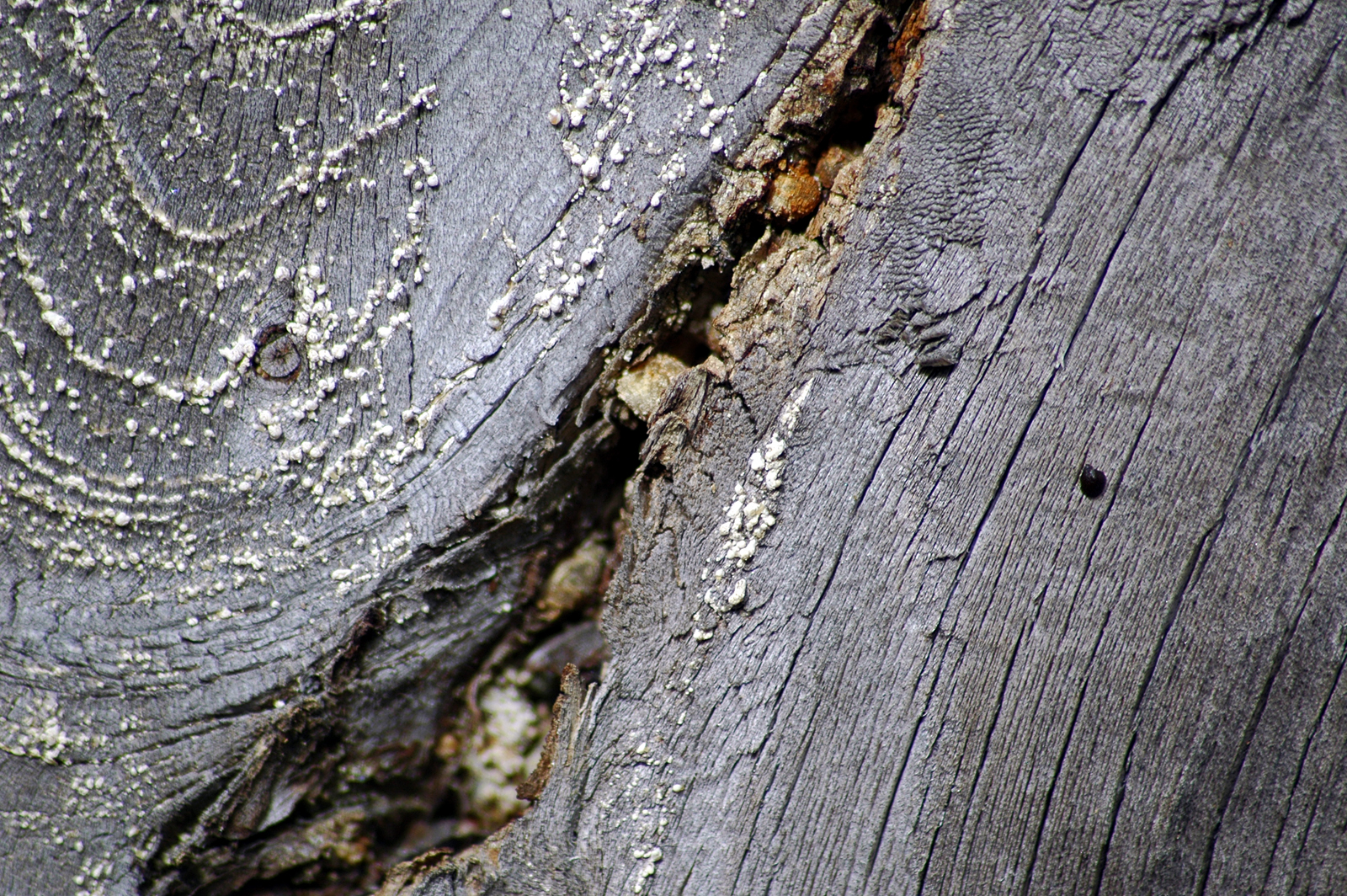 Free Dsc 4462 Textures From Textureking