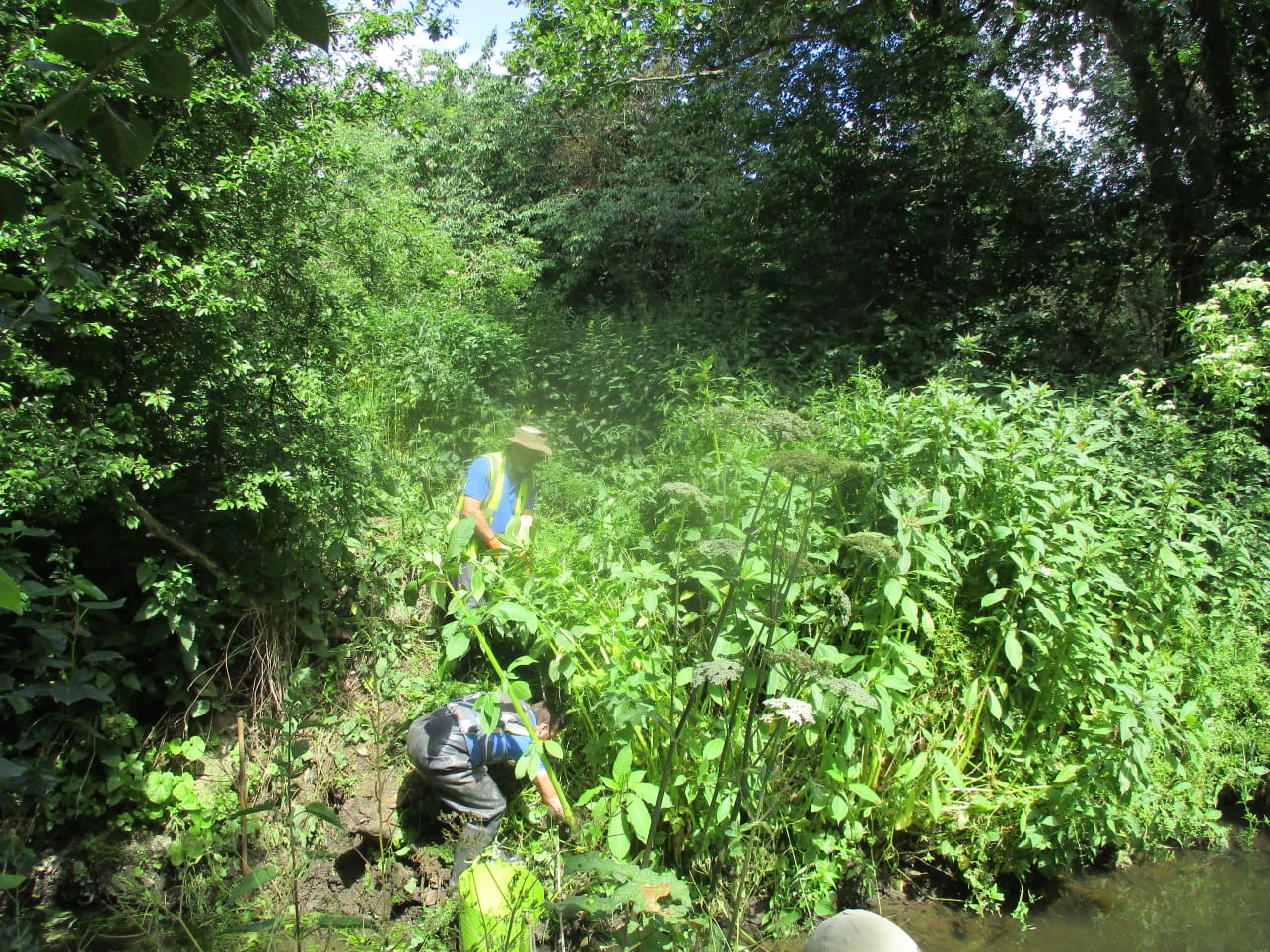 Invasive Non Native Species Uk