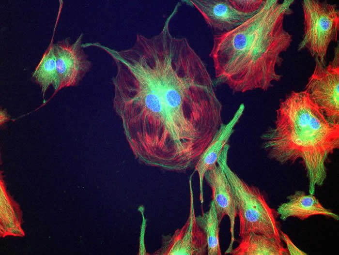 Photomicrographs Of Media Samples Download Scientific Diagram