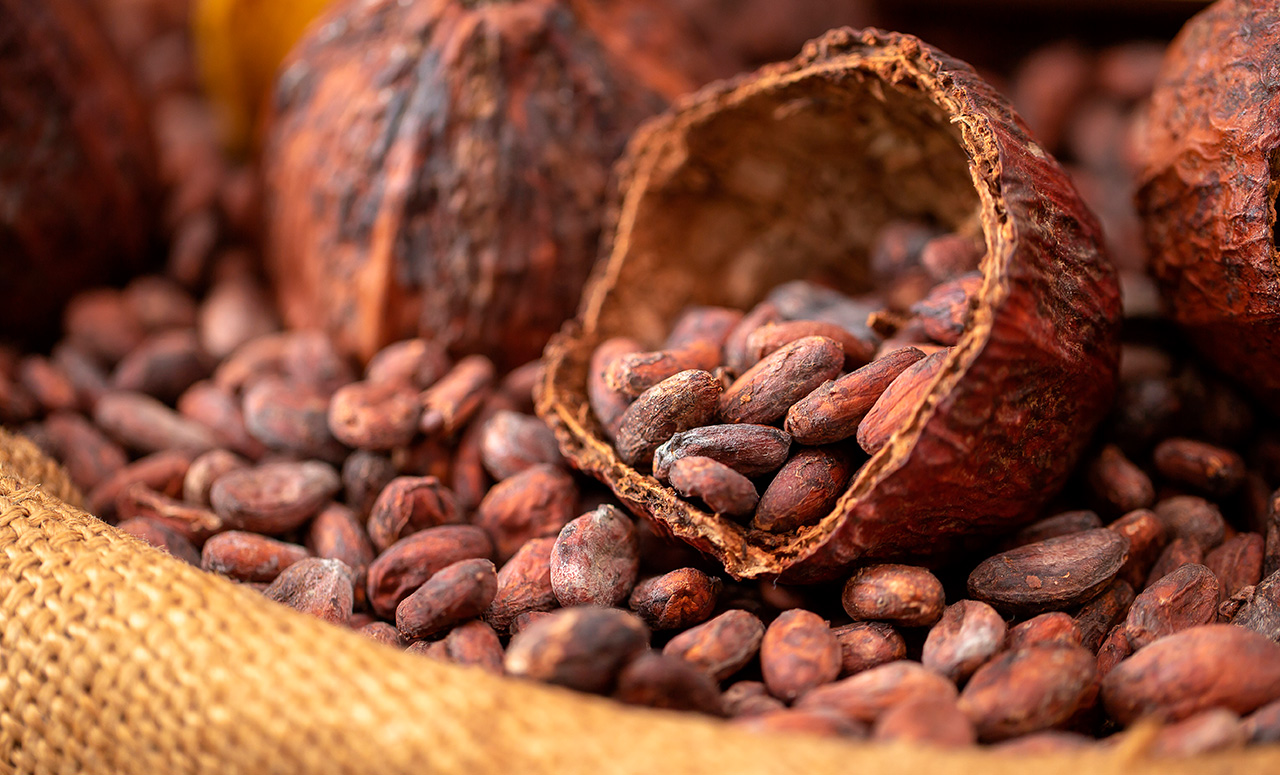 Cocoa Beach Florida Cocoa Beach Surf Company Store Shopping Shopper