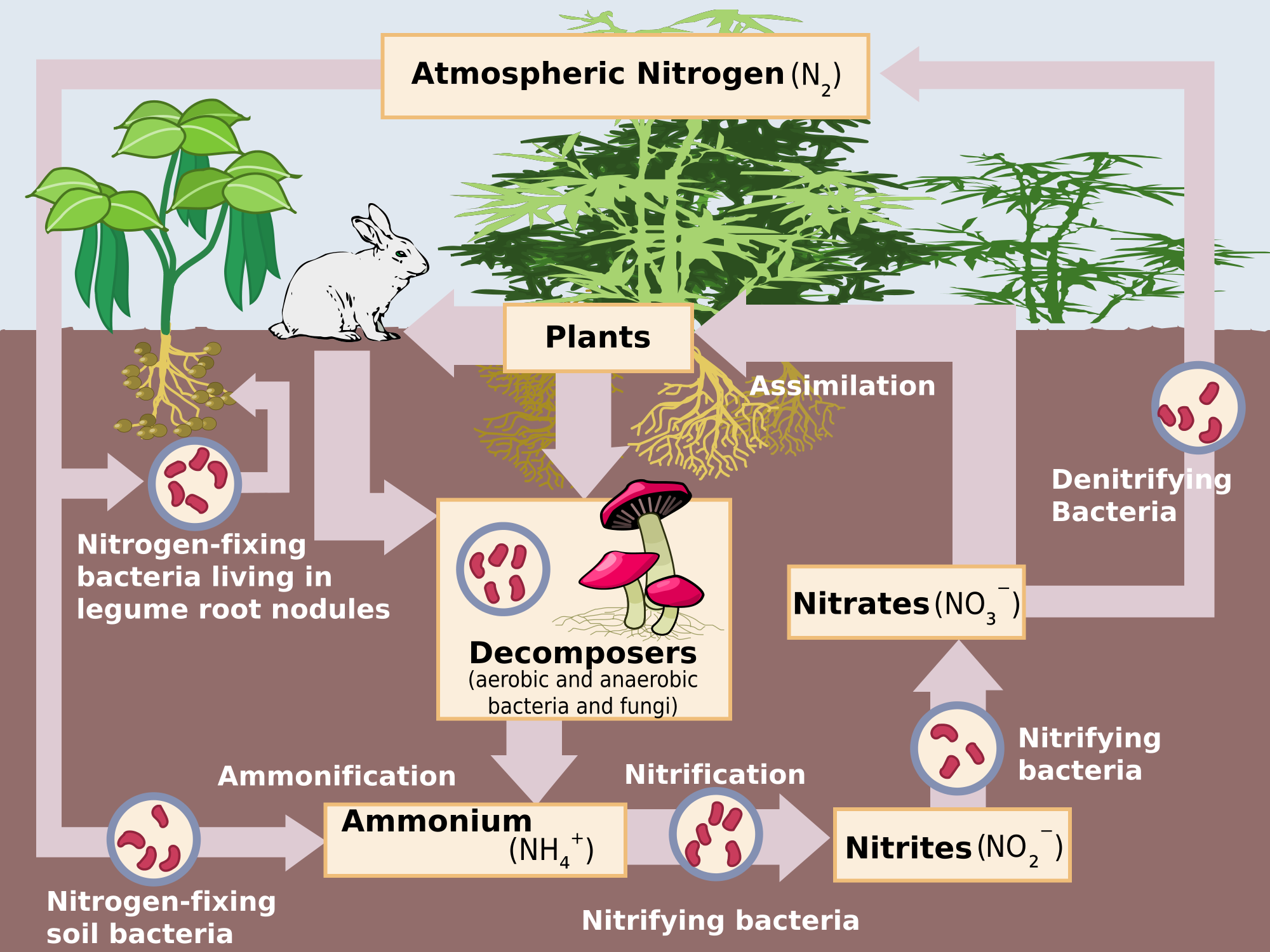Nitrogen Cycle Sinks And Sources