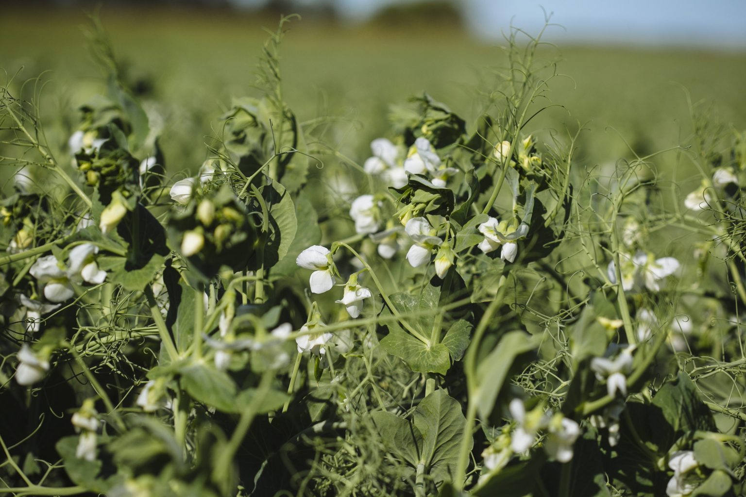 Exploring New Novel Pulse Crops In Saskatchewan Saskatchewan Pulse