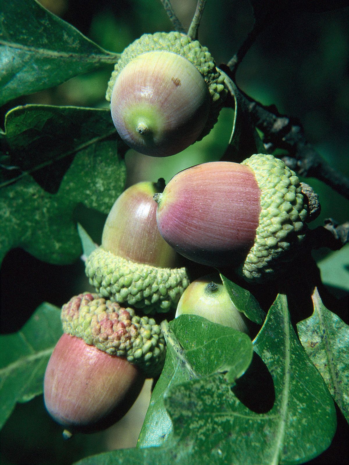 Quercus Acutifolia Wikipedia