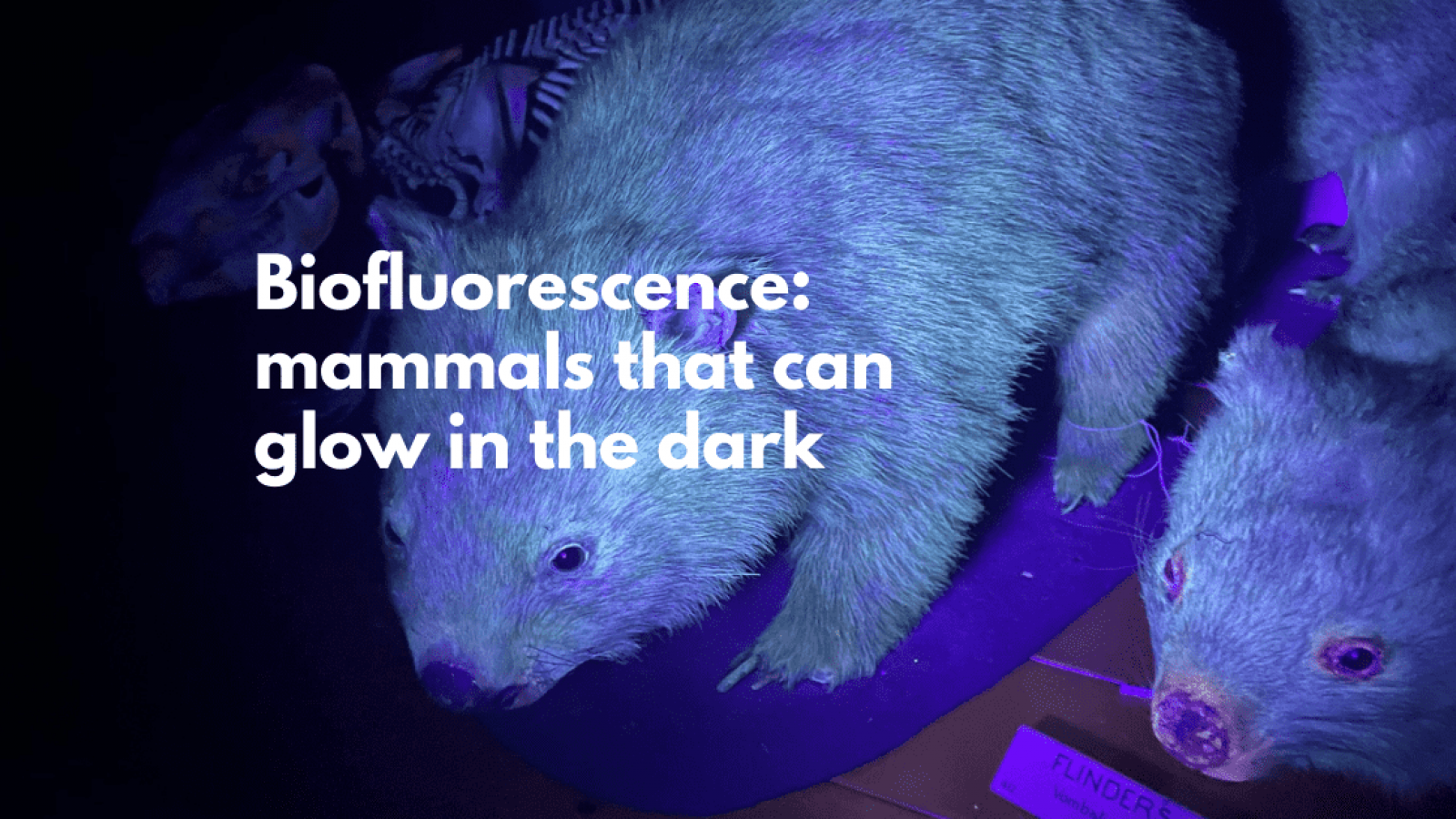 Biofluorescence Vs Bioluminescence What S The Difference Iflscience
