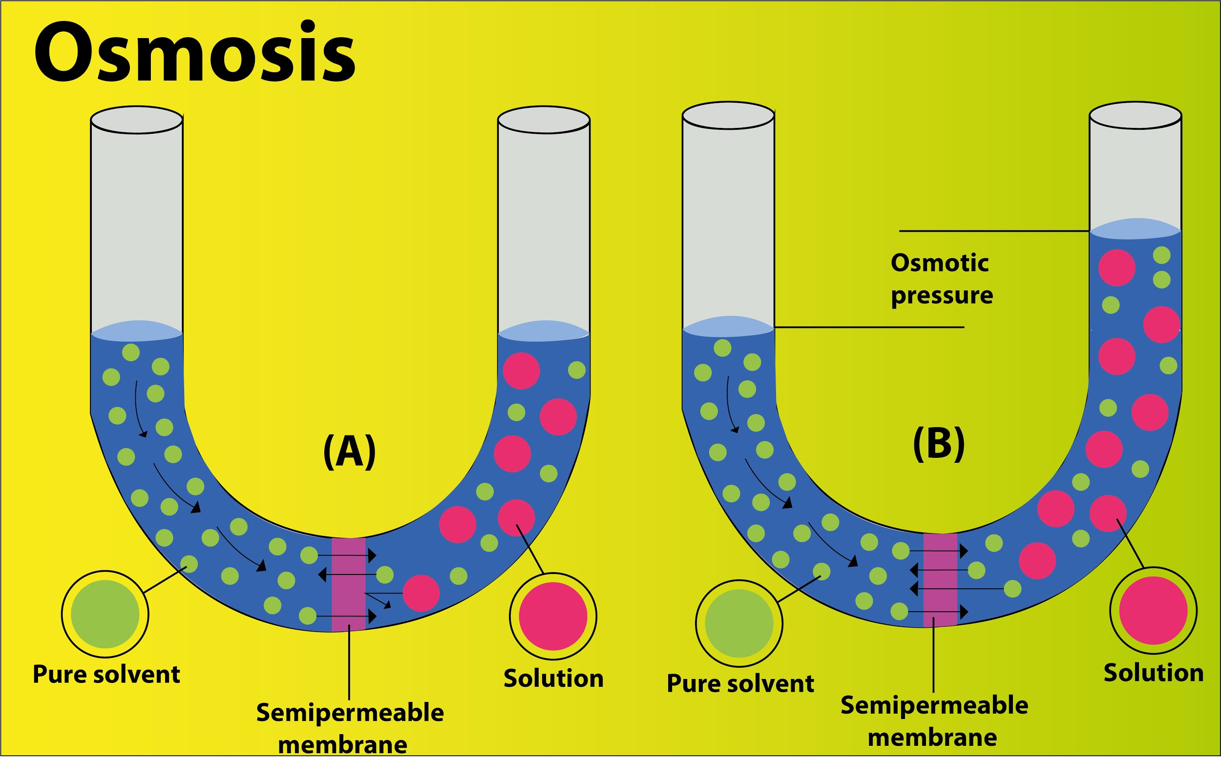 Osmosis Solution Practice