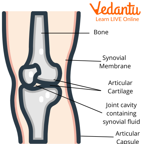 A Joint Loss Based Deep Learning Model For Enhanced Image Inpainting