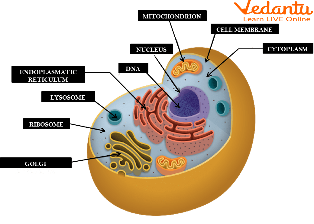 Cell Cycle And Division Bank Of Biology