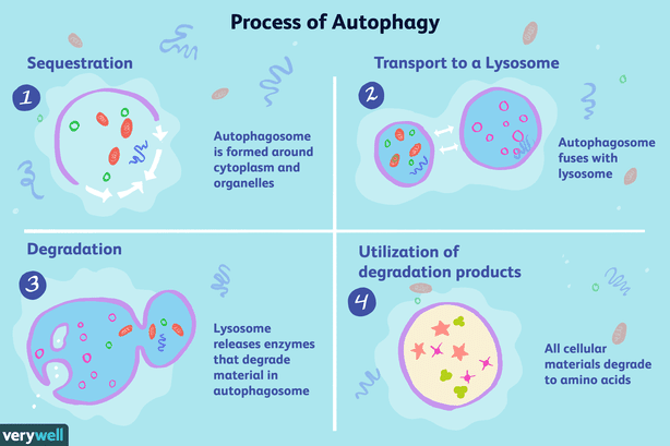 Autophagy In Cell Fate Decisions Knowledge Gained From Drosophila