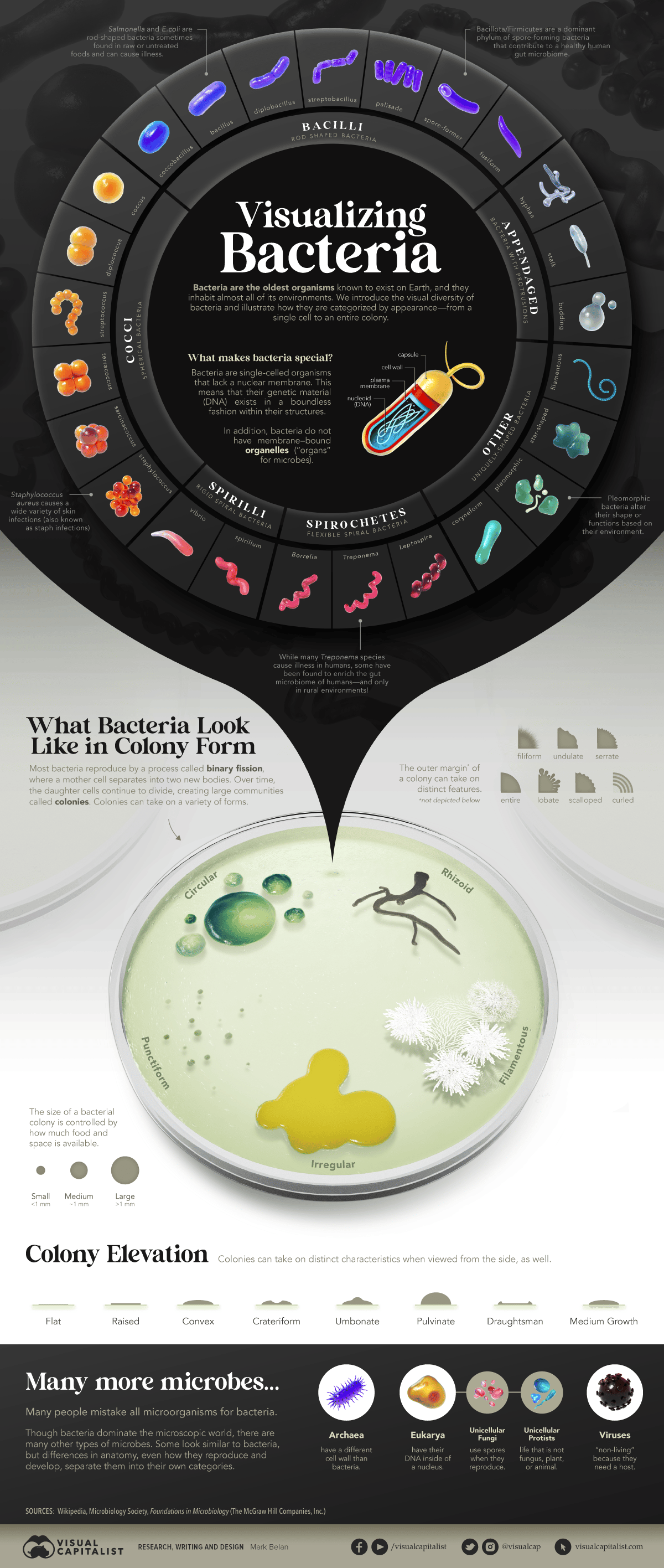 Bacteria Culture Acinetobacter Baumannii Strains Atcc Bioz