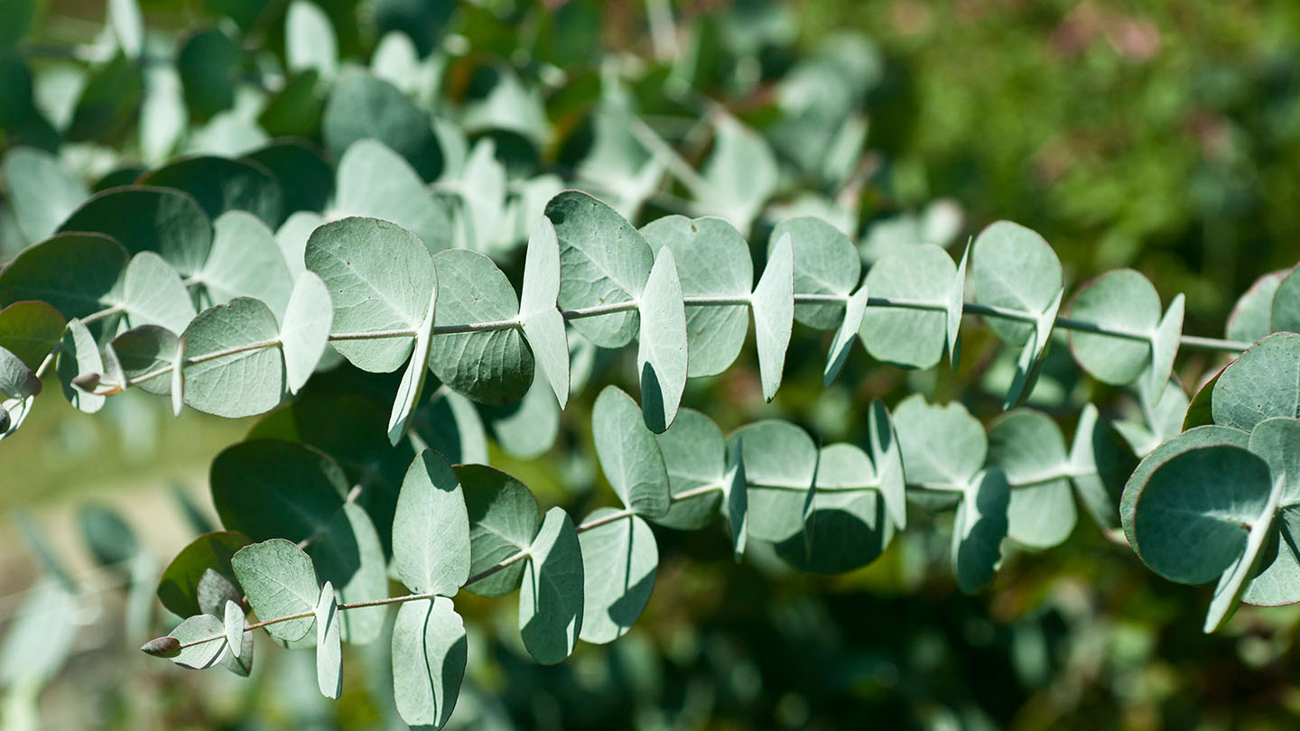 The Eucalyptus Tree And Its Effect On Water And Soil Health A