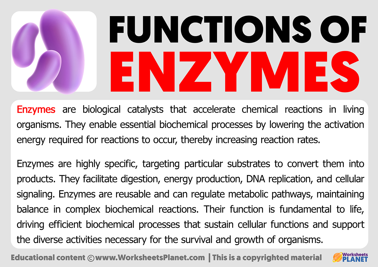 What Are The Enzymes Secreted By Pancreas