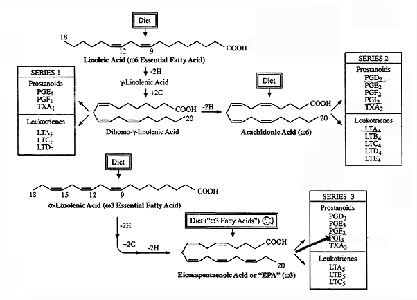 Biosynthesis Of Prostaglandins Arachidonic Acid Released From