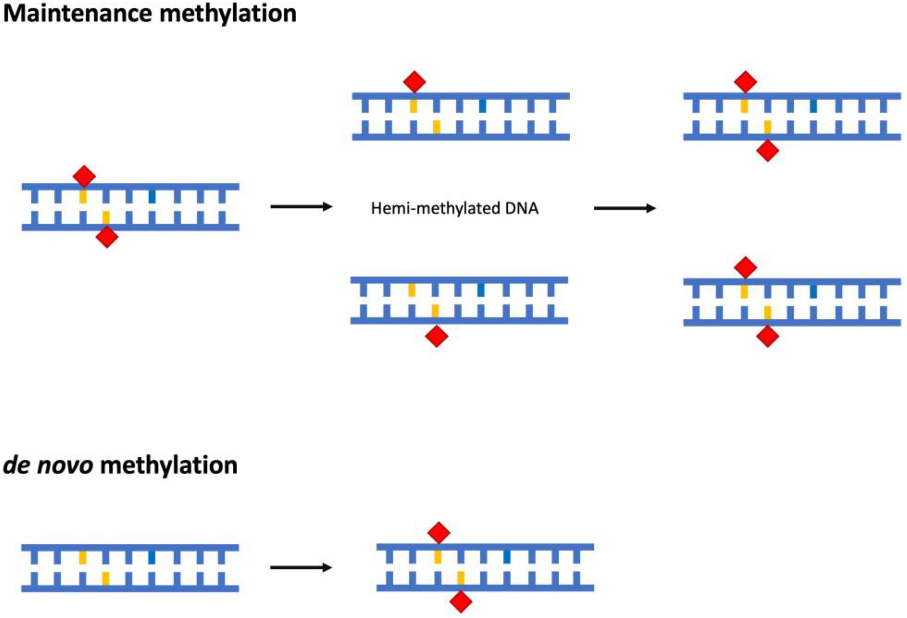 Methylation Levels In Cg Chg And Chh Download Scientific Diagram