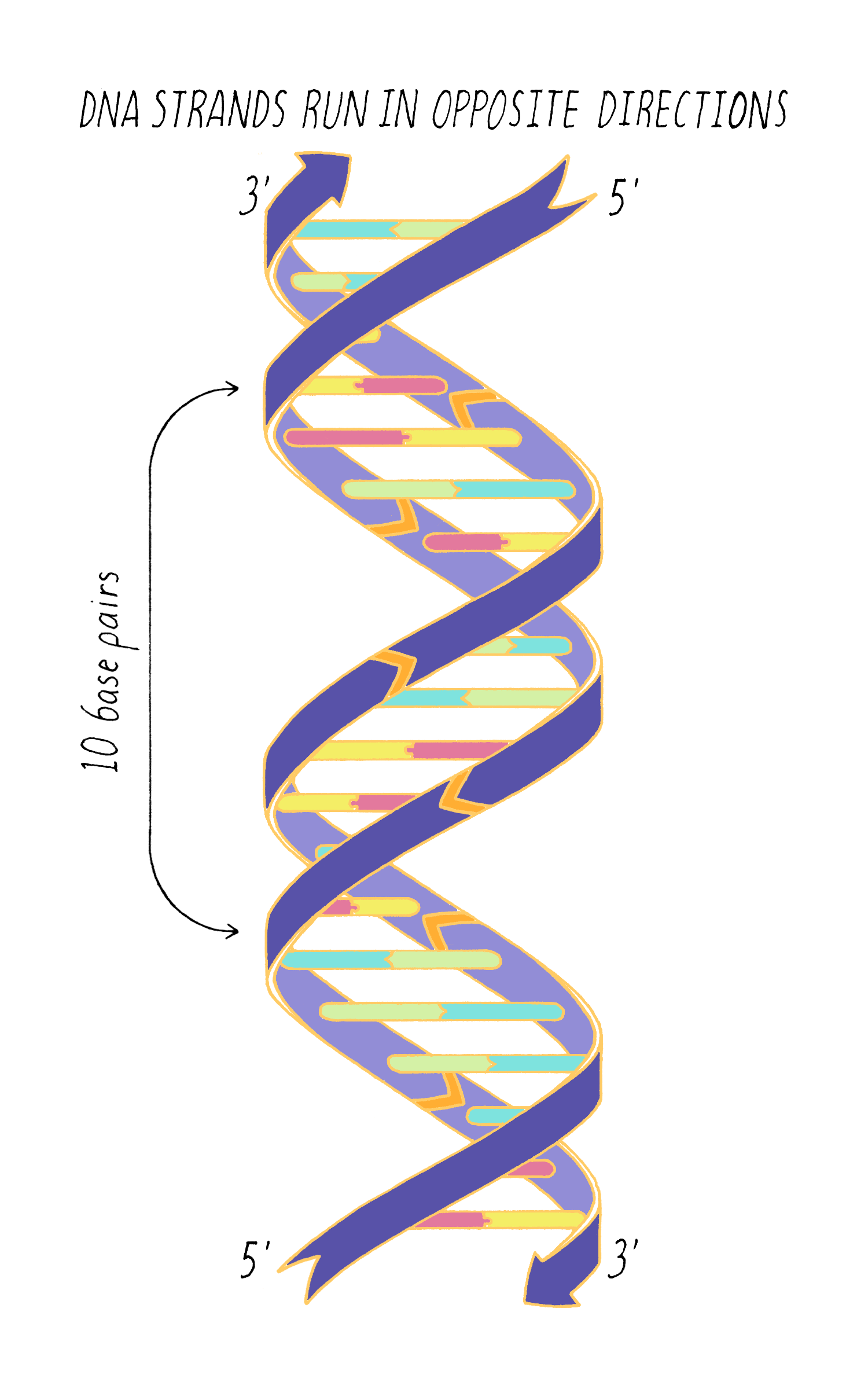 Dna Vs Rna Genome At Sandie Ambler Blog